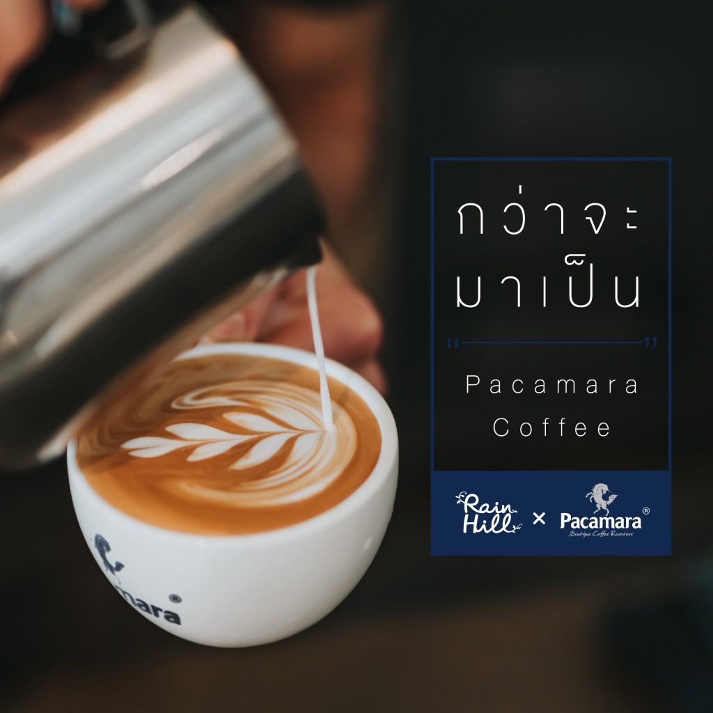 Pacamara Coffee